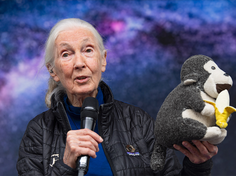 Ջեյն Գուդոլը