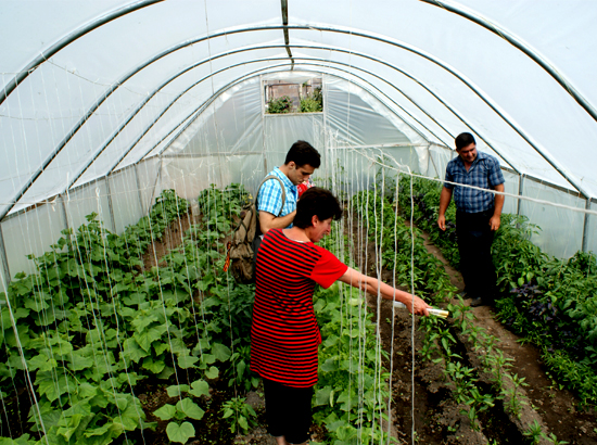 The climate in Gorayk is cold that's why Geoteam focuses on development of greenhouse farming here